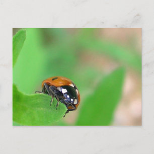 Postal Edgy - Ladybug en borde hoja