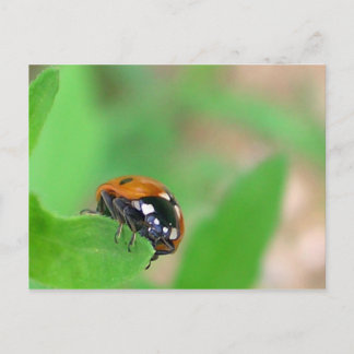 Postal Edgy - Ladybug en borde hoja