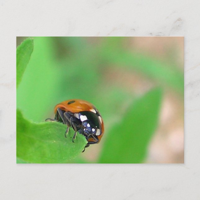 Postal Edgy - Ladybug en borde hoja (Anverso)