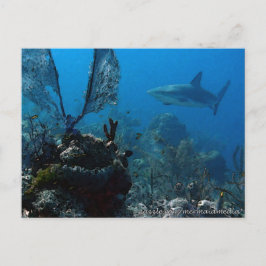 Postal Edición Ltd: Tiburones de arrecife bahamianos