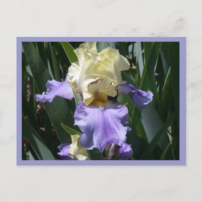 Postal Edith Wolford (Anverso)