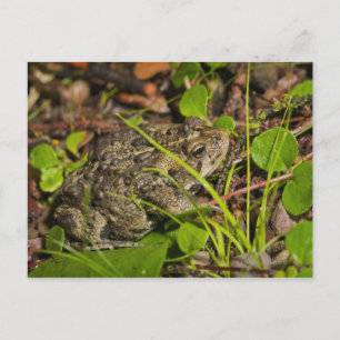 Postal edmonton, alberta, canadá