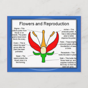 Postal Educación, ciencia, flores y reproducción