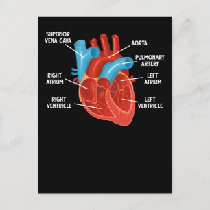 Postal Educación en Anatomía del Corazón Cardiología