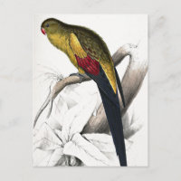 Edward Lear Bird Blacktail Parakeet