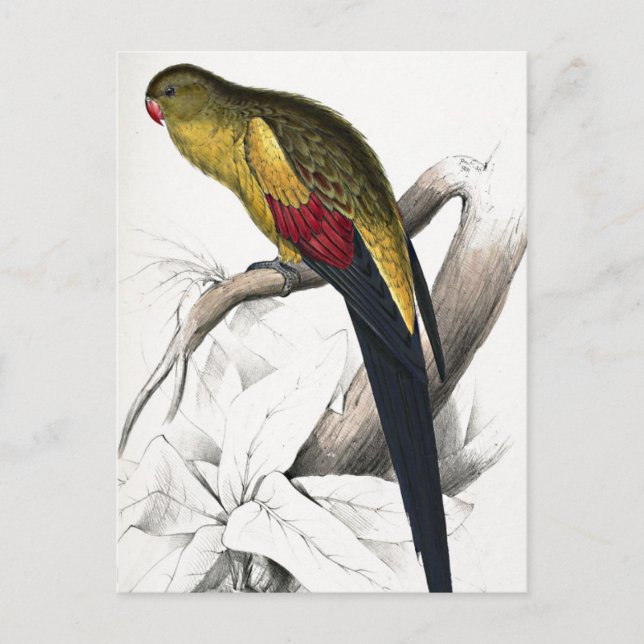 Postal Edward Lear Bird Blacktail Parakeet (Anverso)