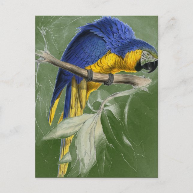 Postal Edward Lear Bird Collection Blue And Yellow Macaw (Anverso)