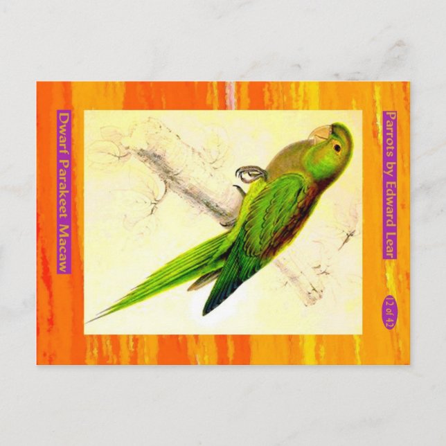 Postal Edward Lear. Dwarf Parakeet Macaw. (Anverso)