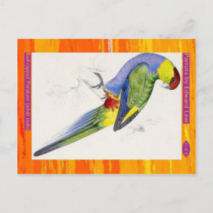 Postal Edward Lear. Parakeet con gorros rojos. Hombre adu