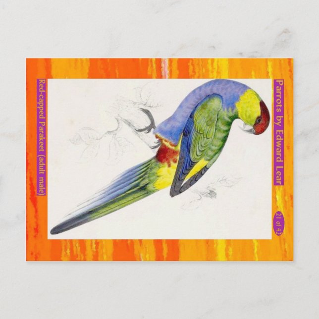 Postal Edward Lear. Parakeet con gorros rojos. Hombre adu (Anverso)