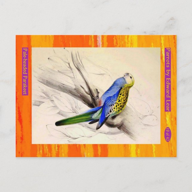 Postal Edward Lear. Parakeet con la cabeza pálida. (Anverso)
