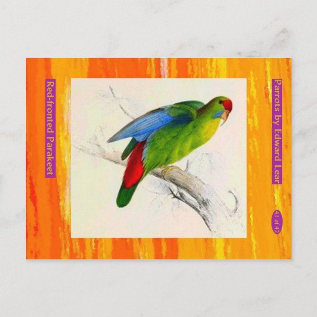 Postal Edward Lear. Parakeet de frente rojo. (Anverso)