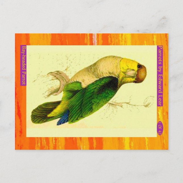 Postal Edward Lear. Parrot con cabeza de bahía. (Anverso)