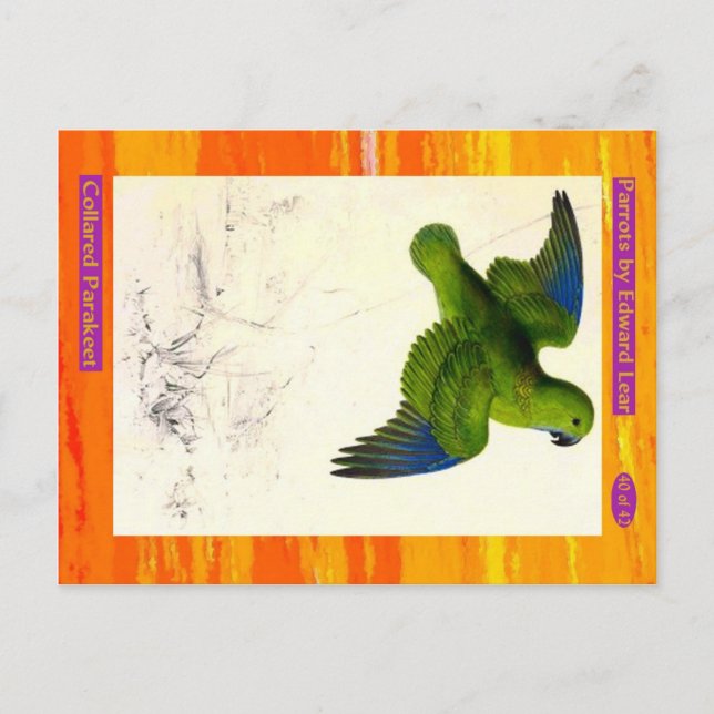 Postal Edward Lear. Perico Cuello Negro. (Anverso)
