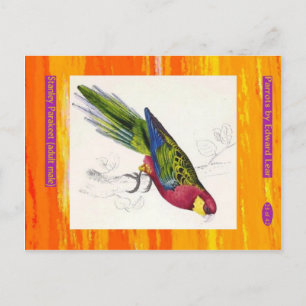 Postal Edward Lear. Stanley Parakeet. Hombre adulto.