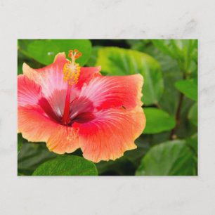 Postal EE.UU., Alabama, Theodore Near Mobile 4