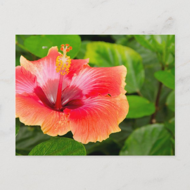 Postal EE.UU., Alabama, Theodore Near Mobile 4 (Anverso)