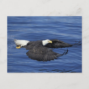 Postal EE. UU., Alaska, Águila calva de la península de K