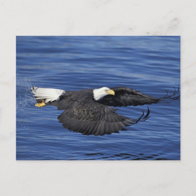 Postal EE. UU., Alaska, Águila calva de la península de K (Anverso)