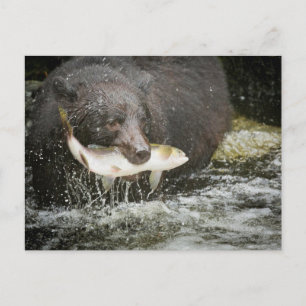Postal EE. UU., Alaska, Anan Creek. Primer plano de oso n