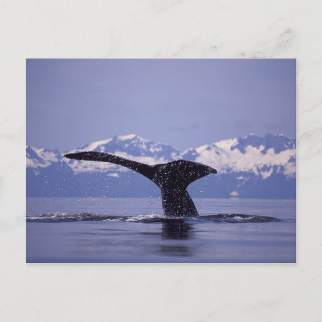 Postal EE. UU., Alaska, ballena jorobada del Paso Interio (Anverso)