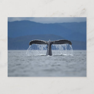 Postal EE.UU., Alaska, Bosque Nacional Tongass, Humpback