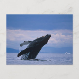 Postal EE.UU., Alaska, Bosque Nacional Tongass, Humpback