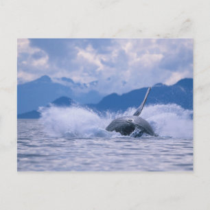 Postal EE.UU., Alaska, Bosque Nacional Tongass, Humpback