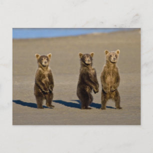 Postal EE. UU. Alaska. Cachorros de oso pardo costero