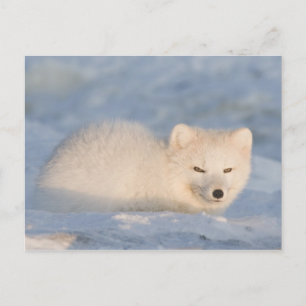 Postal EE. UU., Alaska, Fox