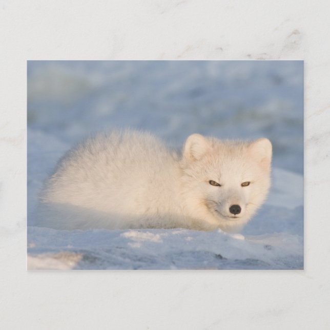 Postal EE. UU., Alaska, Fox (Anverso)