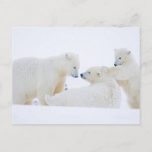 Postal EE. UU., Alaska, llanura costera del Ártico 1002
