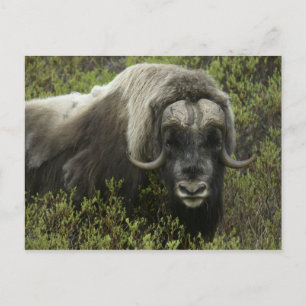 Postal EE. UU., Alaska, Nome. Primer plano de buey almizc