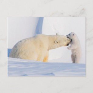 Postal EE. UU., Alaska, North Slope   Osos polares