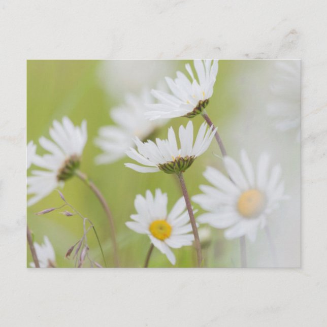 Postal EE.UU., Alaska, Parque Nacional de la Bahía del Gl (Anverso)