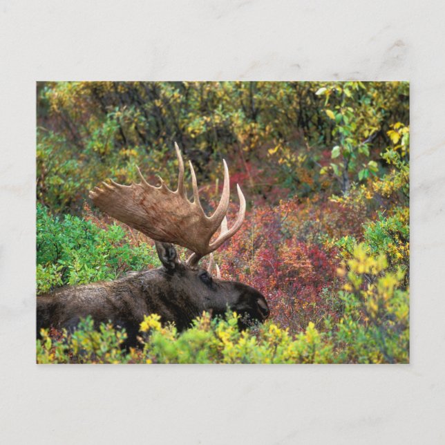 Postal EE. UU., Alaska, Parque Nacional Denali, Alce mach (Anverso)