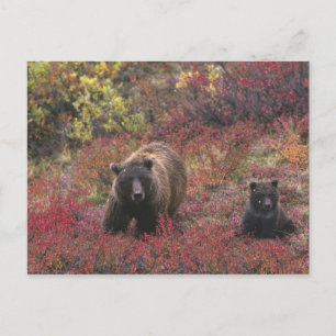 Postal EE. UU., Alaska, Parque Nacional Denali. Oso pardo