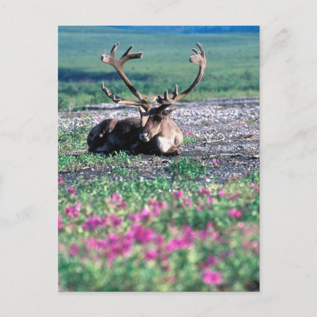 Postal EE. UU., Alaska, Parque Nacional Denali, Reno (Anverso)