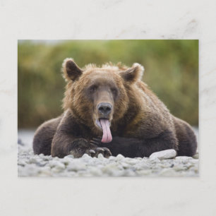 Postal EE. UU., Alaska, Parque Nacional Katmai, Bahía Kuk