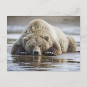 Postal EE. UU., Alaska, Parque Nacional Katmai, Oso Pardo