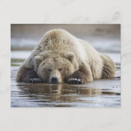 Postal EE. UU., Alaska, Parque Nacional Katmai, Oso Pardo