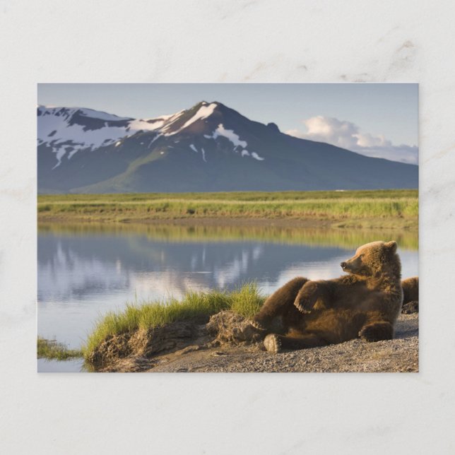 Postal EE. UU., Alaska, Parque Nacional Katmai, Osos Pard (Anverso)