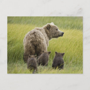 Postal EE. UU., Alaska, Parque Nacional Lake Clark. Oso p