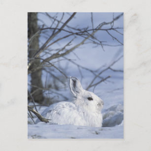 Postal EE. UU., Alaska. Vida silvestre nacional ártica