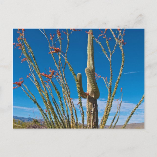 Postal EE. UU., Arizona. Cactus en el Parque Nacional Sag (Anverso)