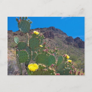 Postal EE. UU., Arizona. Cactus en las colinas