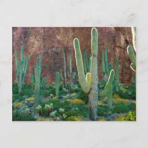 Postal EE. UU., Arizona. Campo de cactus saguaro junto a