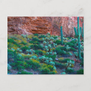 Postal EE. UU., Arizona. Flora del desierto