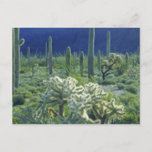 Postal EE. UU., Arizona, Monumento Nacional del Cactus de