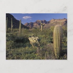 Postal EE. UU., Arizona, Monumento Nacional Organ Pipe.